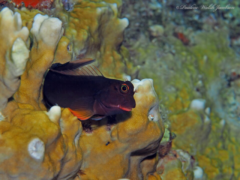 Redlip Blenny	Ophioblennius macclurei