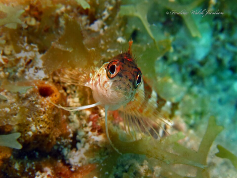 Saddled Blenny	Malacoctenus triangulatus