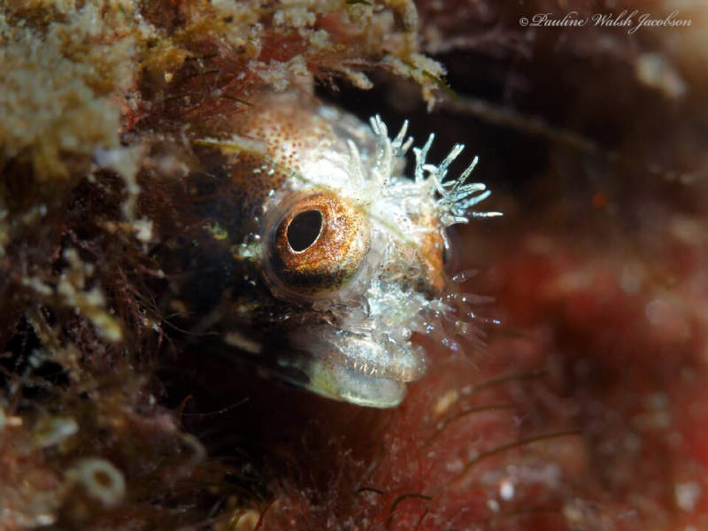 Roughhead Blenny	Acanthemblemaria aspera