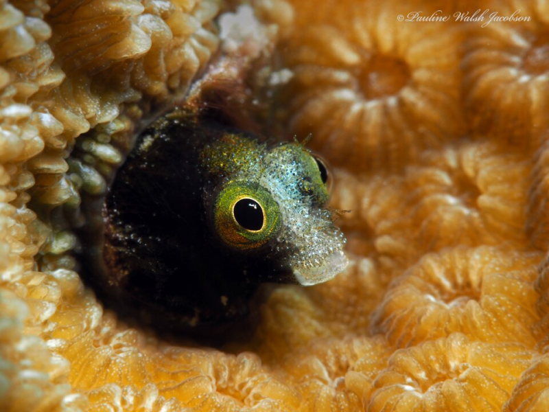 Blennies