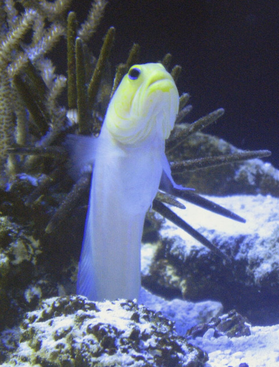 Opistognathus aurifrons Jawfish