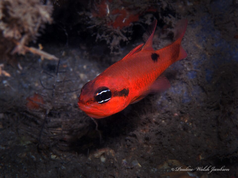 Flamefish	Apogon maculatus