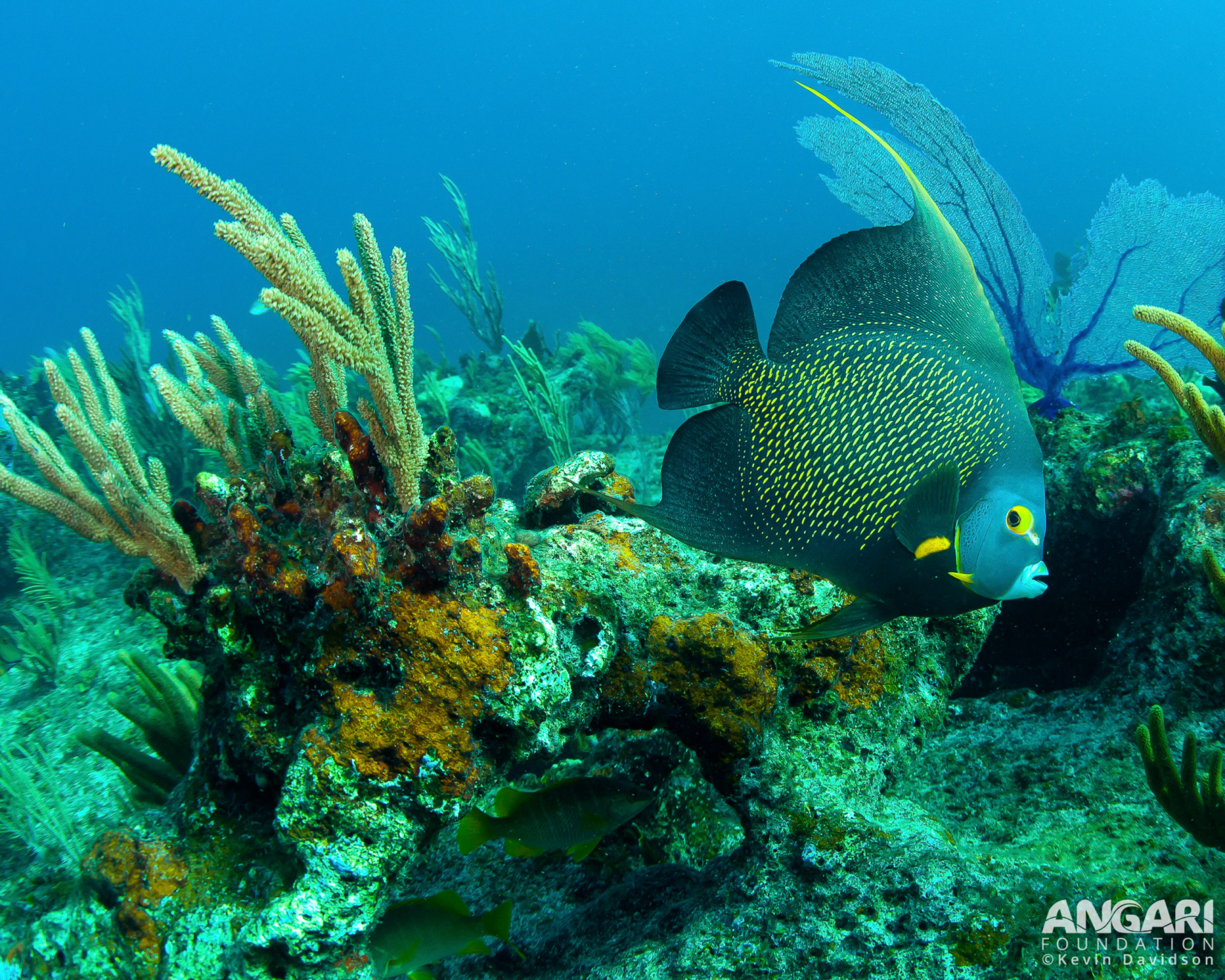 French angelfish
