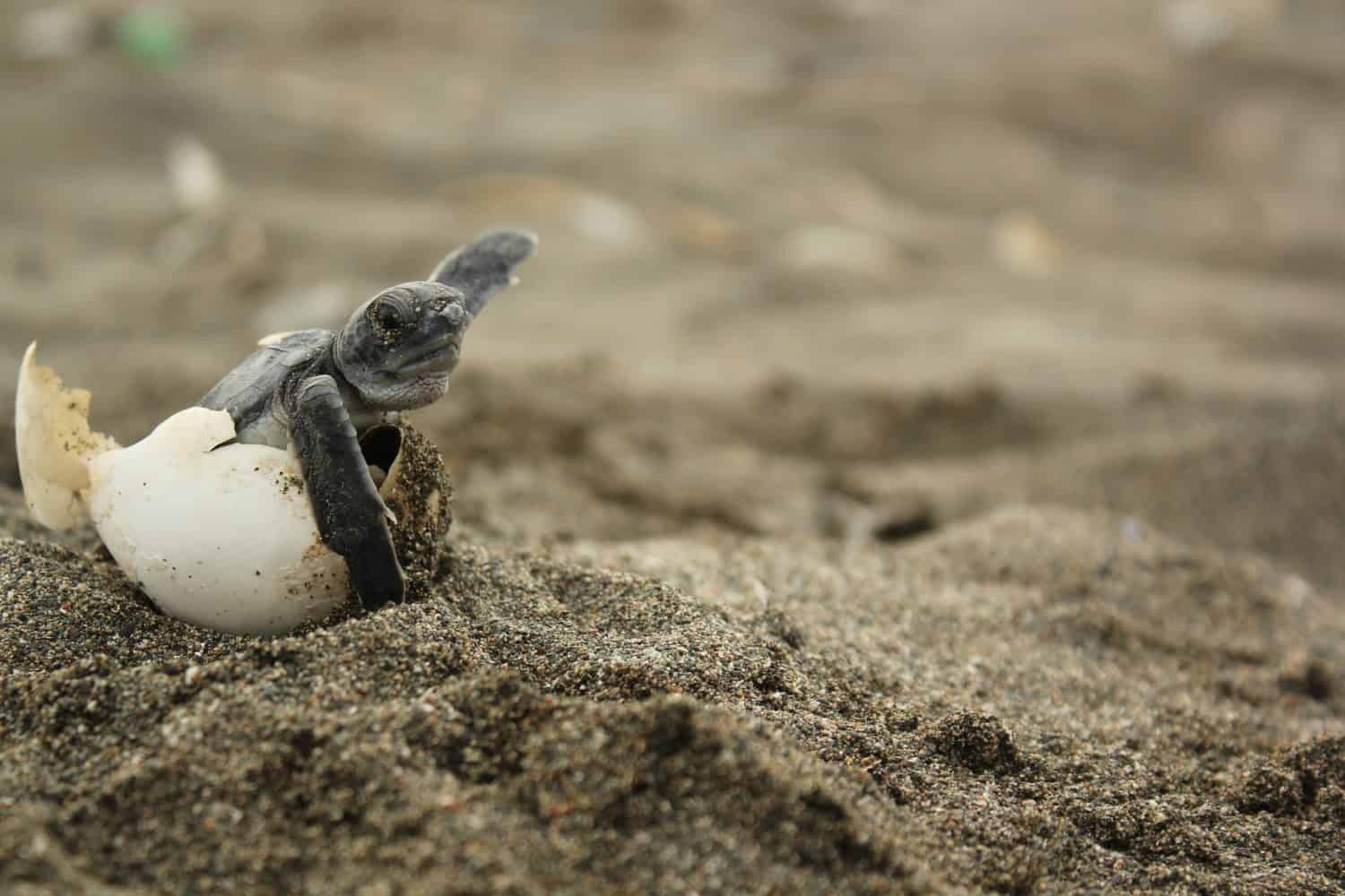 Aruba-Bonaire-Curaçao -ABC islands-Caribbean Sea-Sea turtles-hatching  