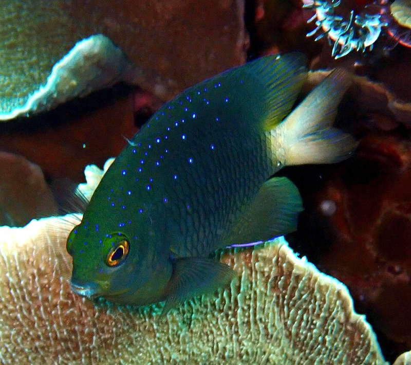 Yellowfin Damselfish Subadult