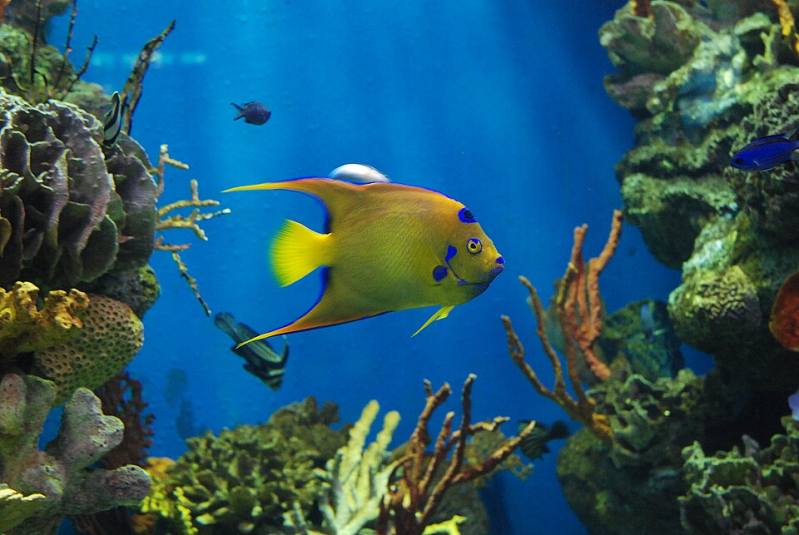 Queen Angelfish 