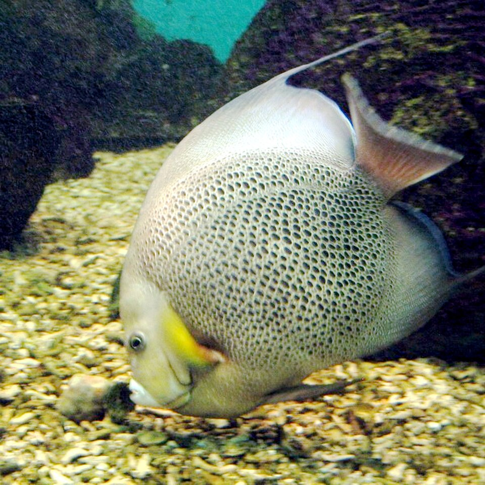 Grey angelfish adult