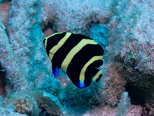 Grey angelfish juvenile