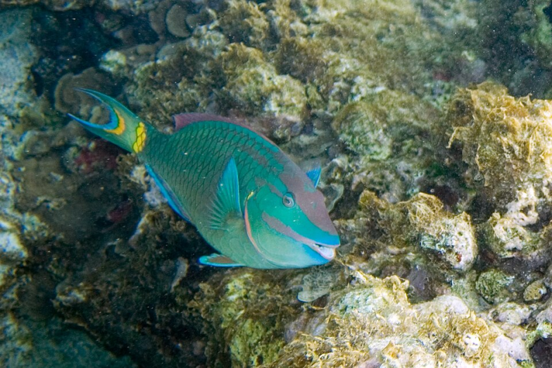stoplight parrotfish male