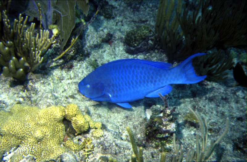 Midnight parrotfish