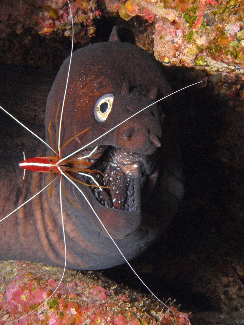 Scarlet-striped Cleaner Shrimp (Lysmata grabhami)