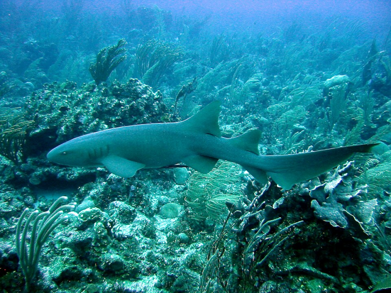 Nurse Shark	Ginglymostoma cirratum