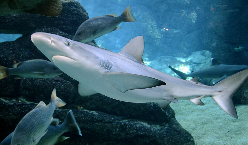 blacktip shark (Carcharhinus limbatus) 