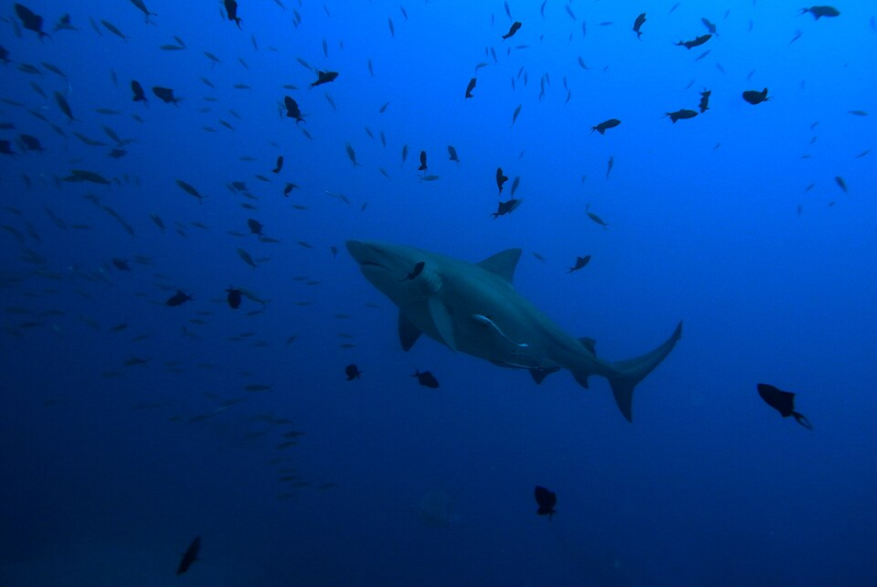 Bull Shark	Carcharhinus leucas