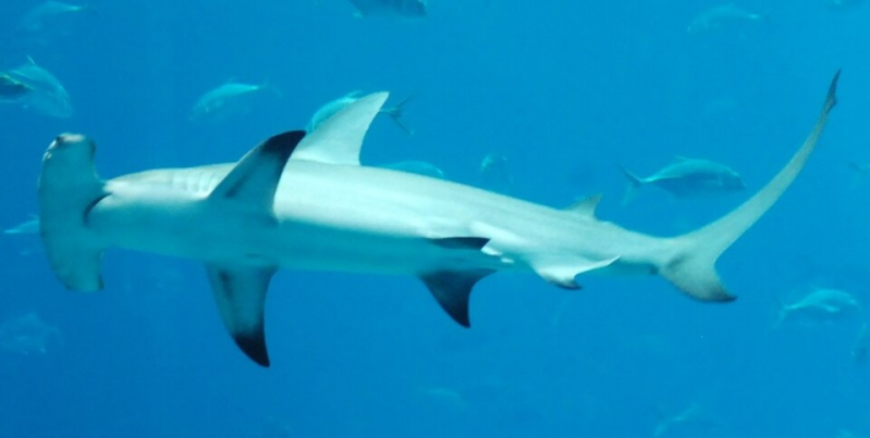 Great Hammerhead	Sphyrna mokarran