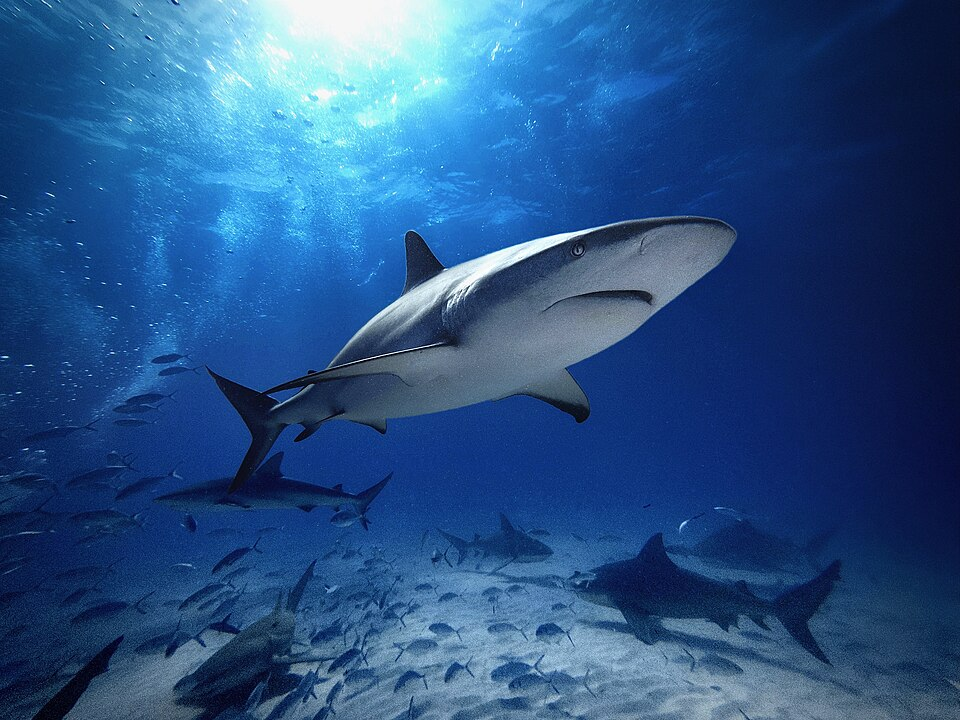 Caribbean Reef Shark	Carcharhinus perezii