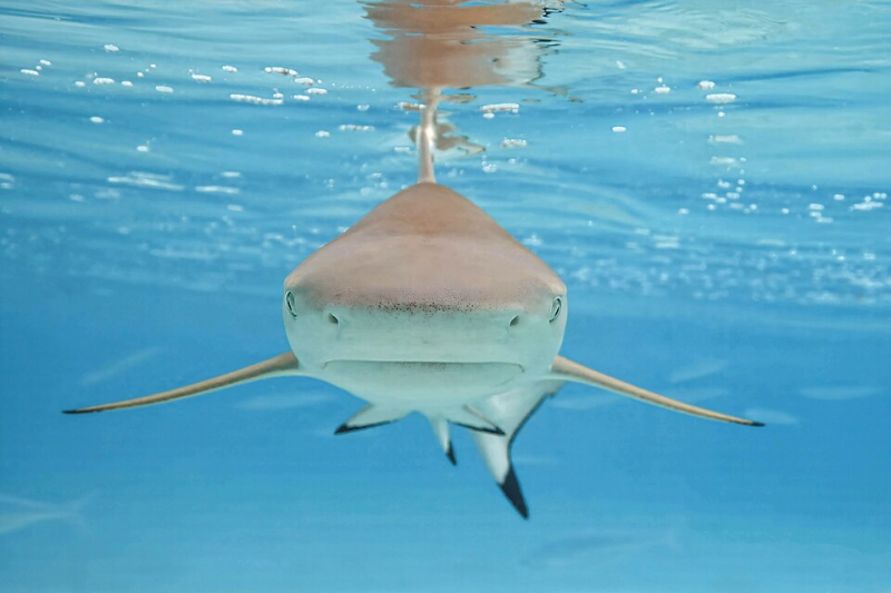 shark 