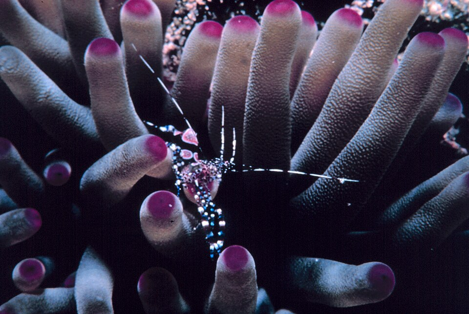 Spotted cleaner shrimp