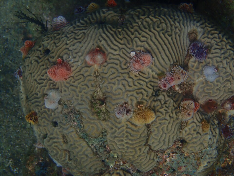 Christmas Tree Worm – Spirobranchus giganteus