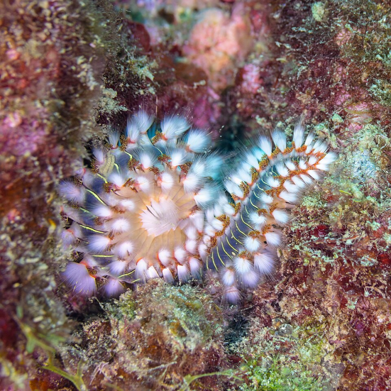 Bearded Fireworm – Hermodice carunculata