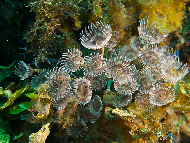 Social Feather Duster Worm – Bispira brunnea