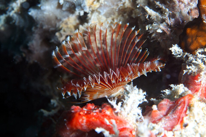 Split Crown Feather Duster – Anamobaea orstedii