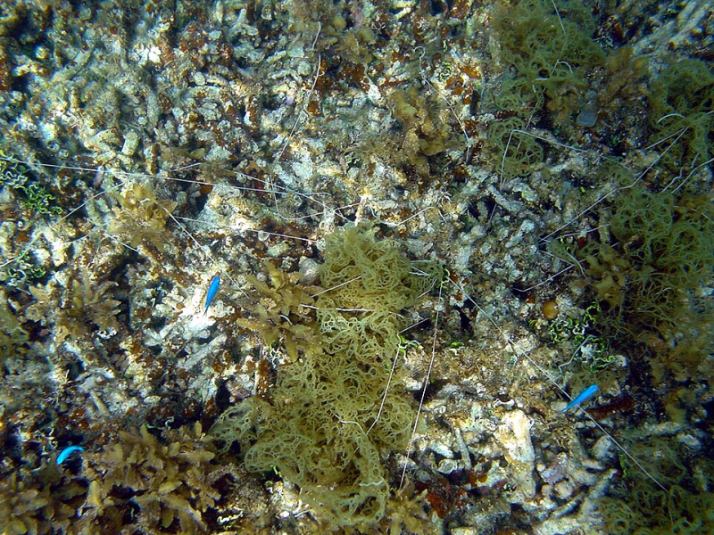 Spaghetti worm Terebellidae (family)