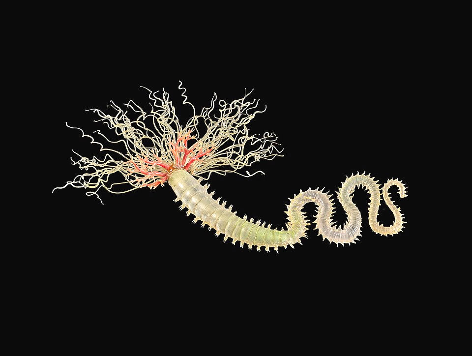 Terebellidae (family) spaghetti worm