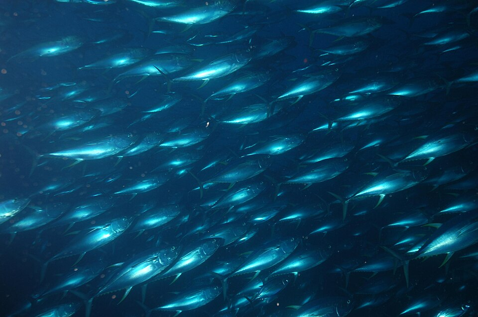 Yellowfin tuna Thunnus albacares