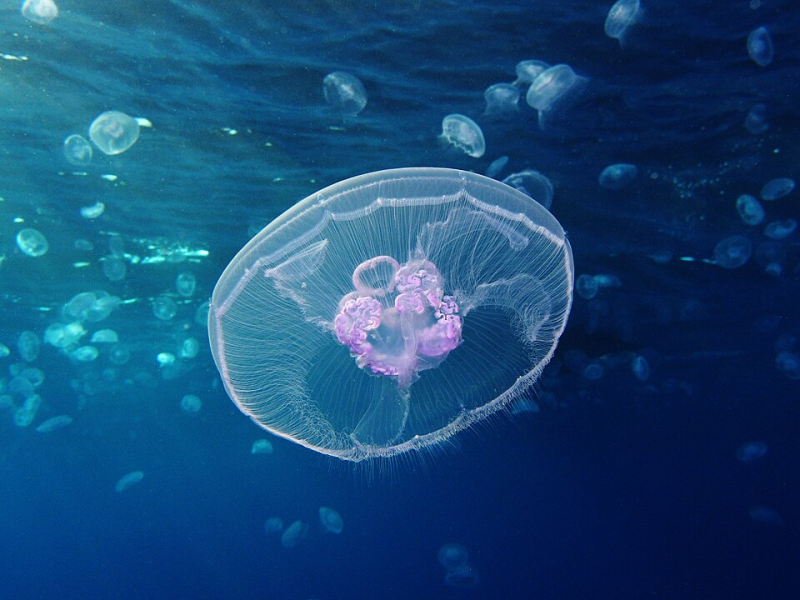 Moon jellyfish (Aurelia aurita)