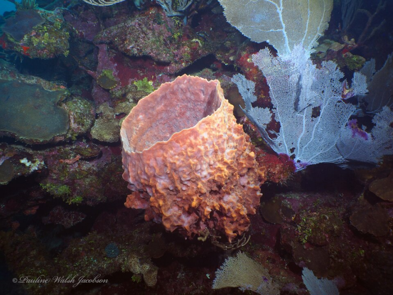 Giant Barrel Sponge – Xestospongia muta