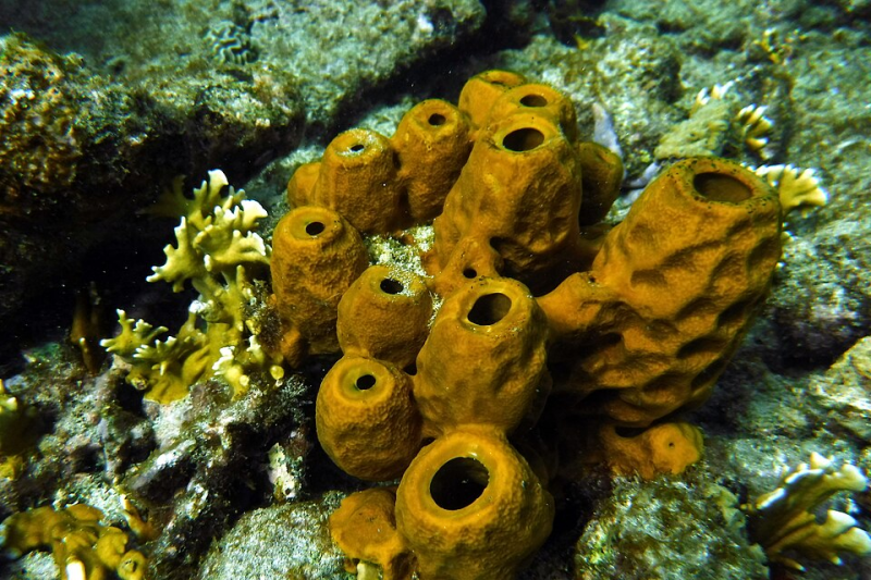 Yellow Tube Sponge – Aplysina fistularis
