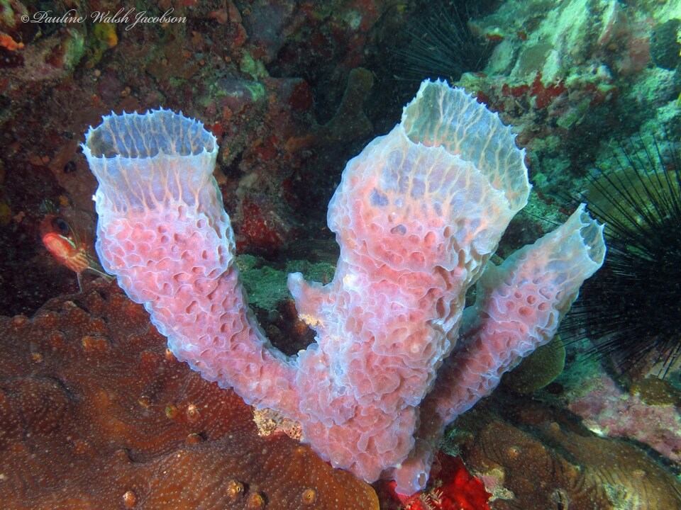 Azure Vase Sponge – Callyspongia plicifera