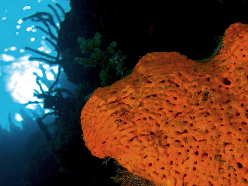Orange Elephant Ear Sponge – Agelas clathrodes
