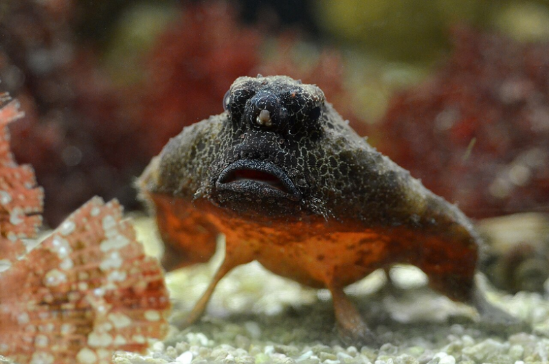 Ogcocephalus nasutus, the Shortnose Batfish