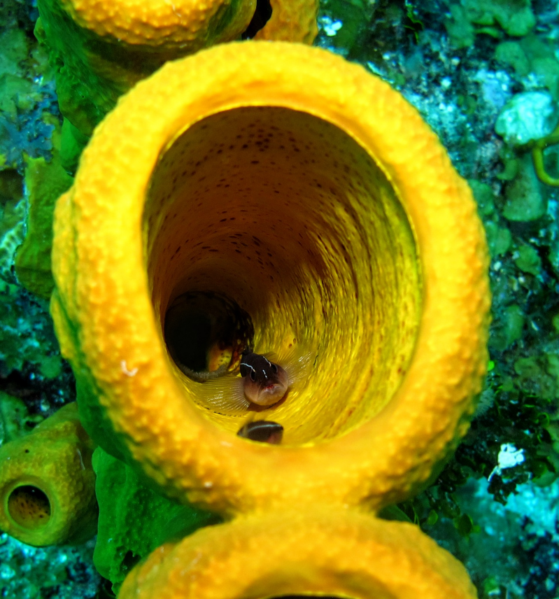 Yellowline Goby	Elacatinus horsti