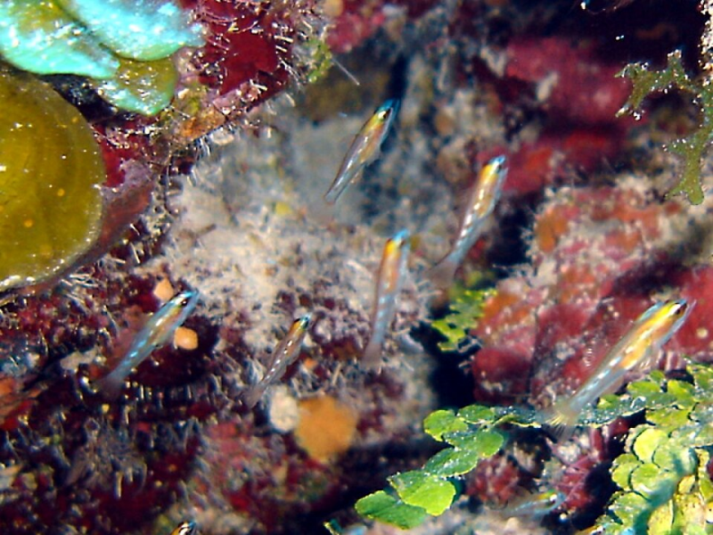 masked goby Coryphopterus personatus