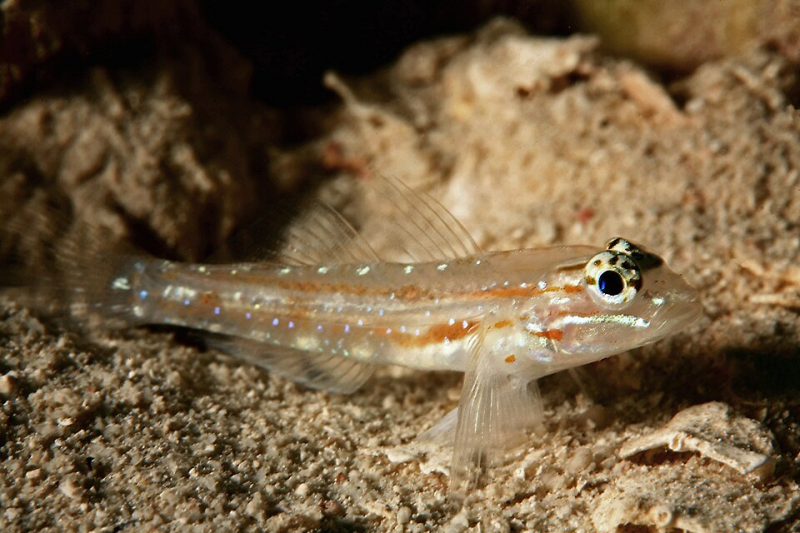 Bridled Goby Coryphopterus glaucofraenum