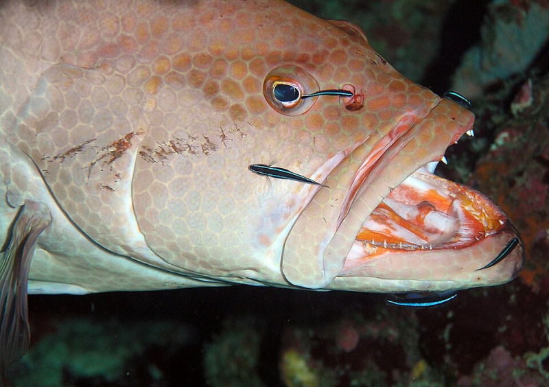 Neon Goby	Elacatinus oceanops  cleaning big fish
