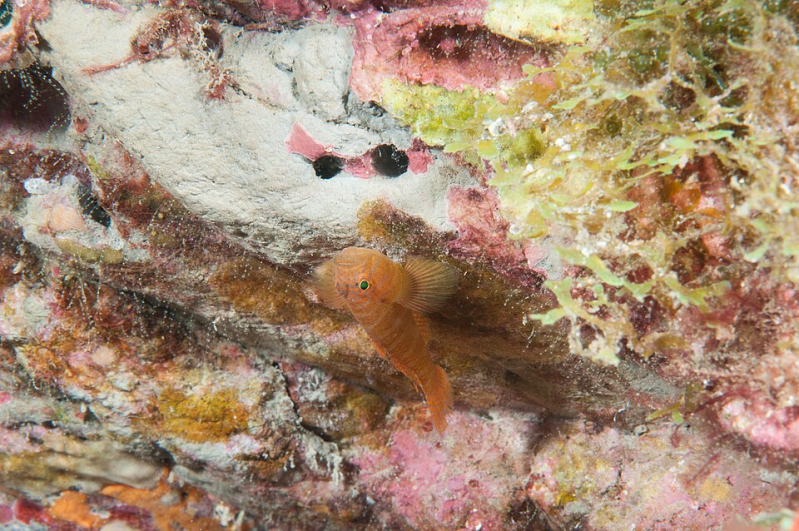 A rusty goby (Priolepis hipoliti)