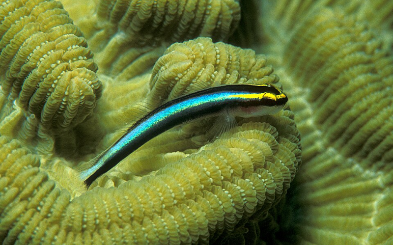 sharknose goby (Elacatinus evelynae) 