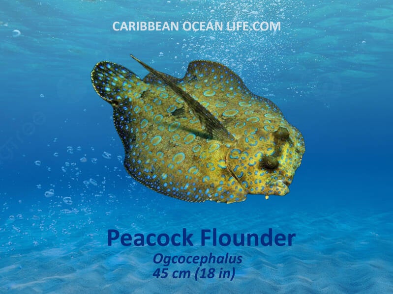 Aruba-Bonaire-Curaçao -ABC islands-Caribbean- Lesser Antilles- Dutch Caribbean peacock flounder
