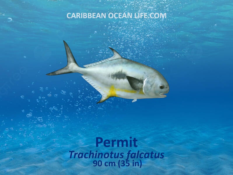 Aruba-Bonaire-Curaçao -ABC islands-Caribbean- Lesser Antilles- Dutch Caribbean- permit