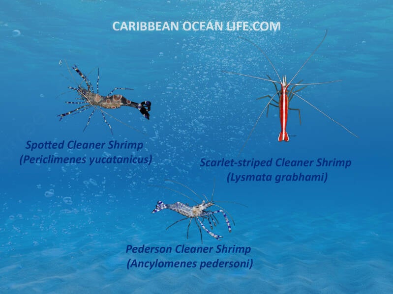 Scarlet-striped Cleaner Shrimp (Lysmata grabhami) Spotted Cleaner Shrimp (Periclimenes yucatanicus) Pederson Cleaner Shrimp (Ancylomenes pedersoni) 