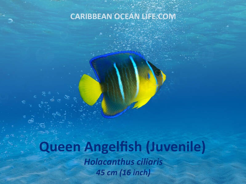 Aruba-Bonaire-Curaçao -ABC islands-Caribbean- Lesser Antilles- Dutch Caribbean Queen Angelfish