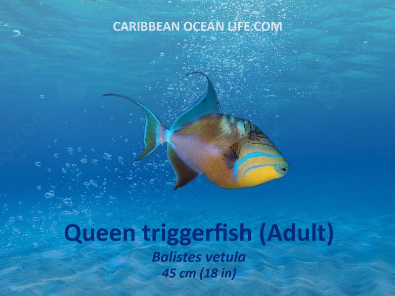 Aruba-Bonaire-Curaçao -ABC islands-Caribbean- Lesser Antilles- Dutch Caribbean Queen triggerfish