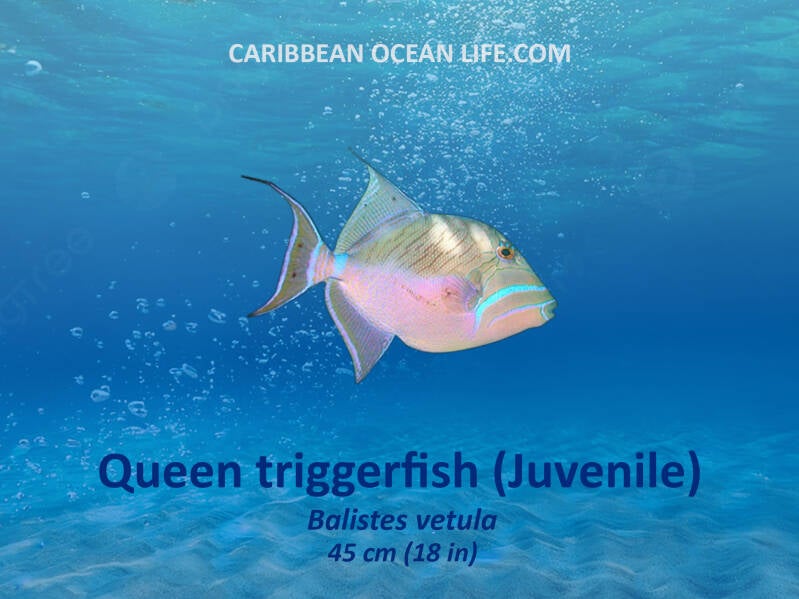 Aruba-Bonaire-Curaçao -ABC islands-Caribbean- Lesser Antilles- Dutch Caribbean Queen triggerfish
