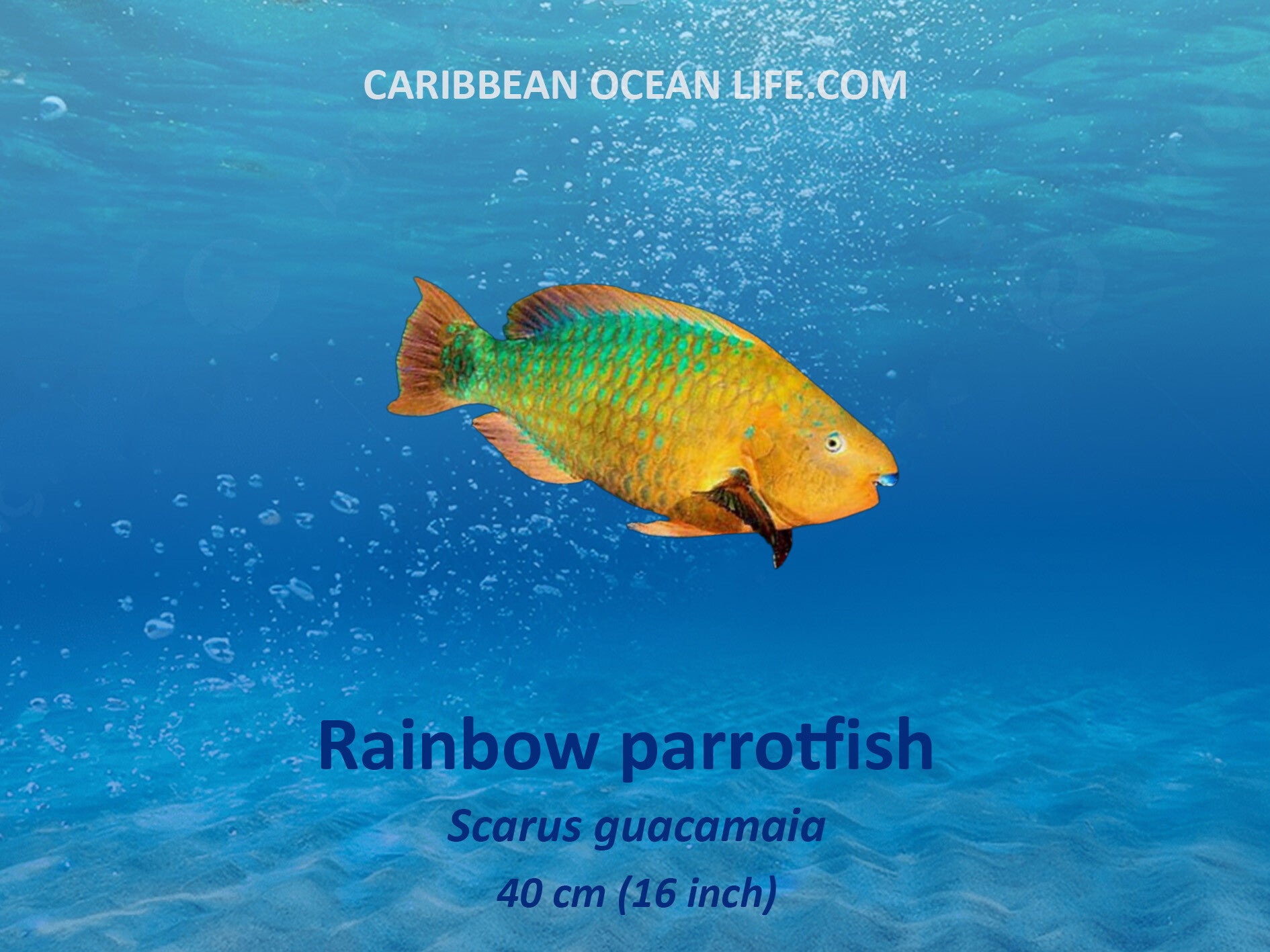 Aruba-Bonaire-Curaçao -ABC islands-Caribbean- Lesser Antilles- Dutch Caribbean Rainbow parrotfish