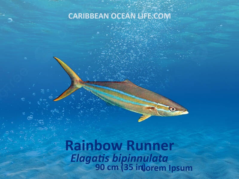 Aruba-Bonaire-Curaçao -ABC islands-Caribbean- Lesser Antilles- Dutch Caribbean- Rainbow Runner