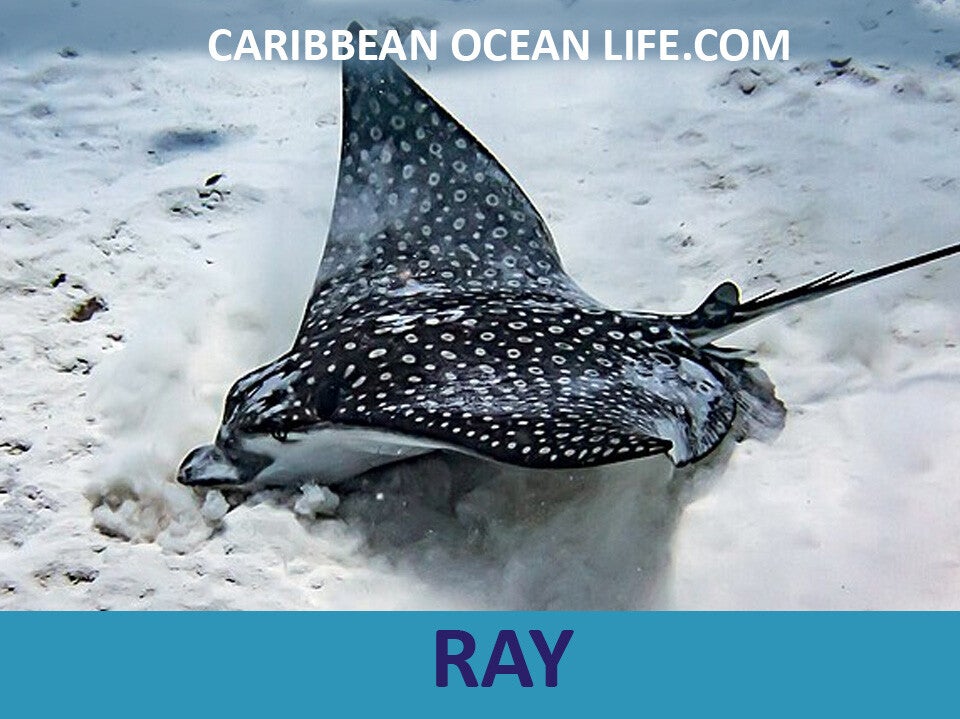 RAY